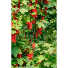 Смородина червона Ровада | Ribes rubrum Rovada | Смородина красная Ровада