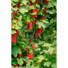Смородина червона Ровада | Ribes rubrum Rovada | Смородина красная Ровада
