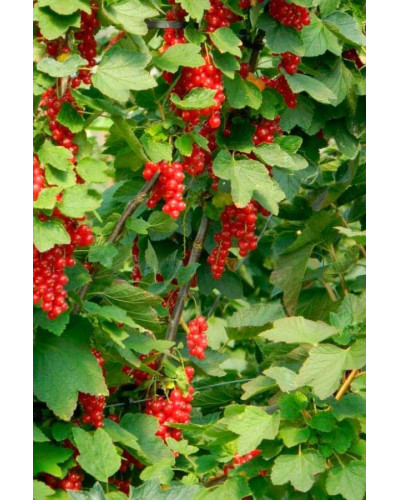 Смородина червона Ровада | Ribes rubrum Rovada | Смородина красная Ровада