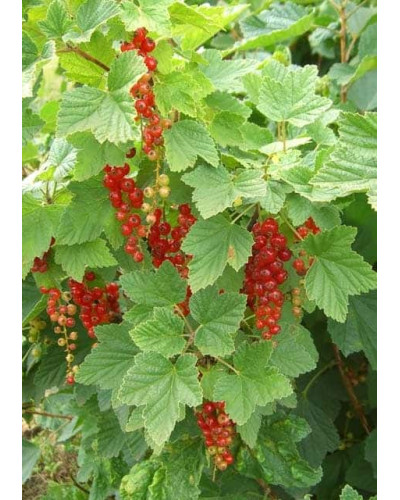 Смородина червона Ровада | Ribes rubrum Rovada | Смородина красная Ровада