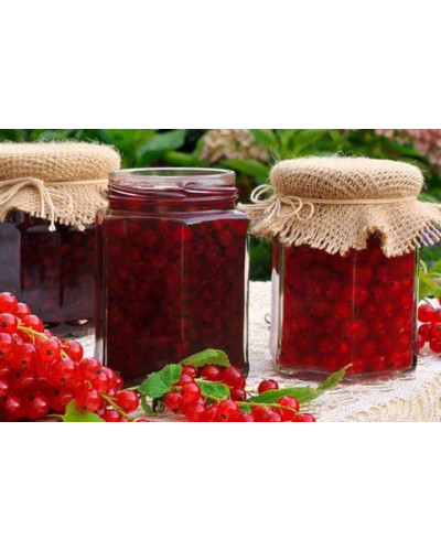 Смородина червона Ровада | Ribes rubrum Rovada | Смородина красная Ровада