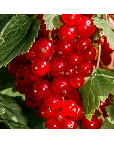 Смородина червона Ровада | Ribes rubrum Rovada | Смородина красная Ровада