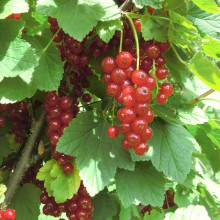 Смородина червона Ровада | Ribes rubrum Rovada | Смородина красная Ровада