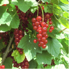 Смородина червона Ровада | Ribes rubrum Rovada | Смородина красная Ровада