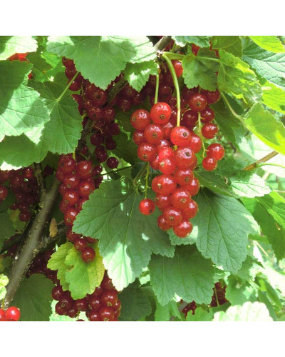 Смородина червона Ровада | Ribes rubrum Rovada | Смородина красная Ровада