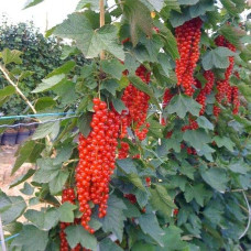 Смородина червона Ровада | Ribes rubrum Rovada | Смородина красная Ровада