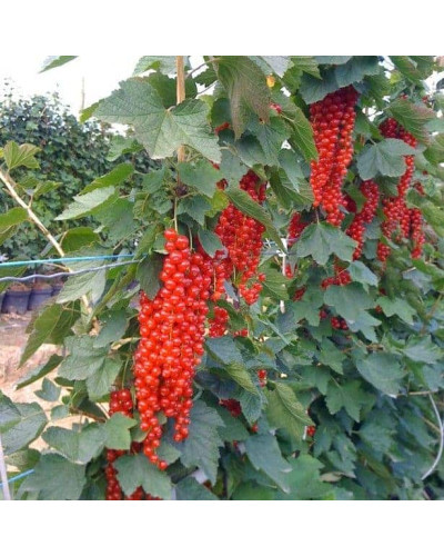 Смородина червона Ровада | Ribes rubrum Rovada | Смородина красная Ровада