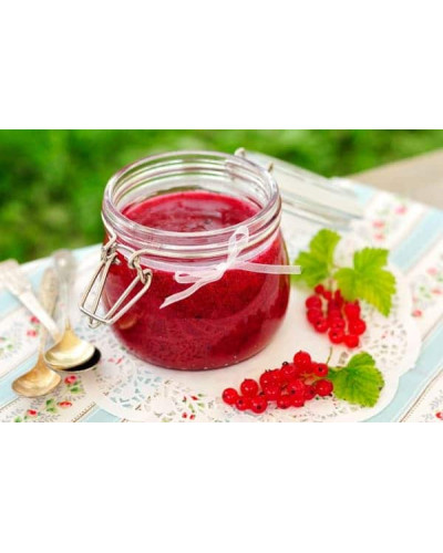Смородина червона Ровада | Ribes rubrum Rovada | Смородина красная Ровада