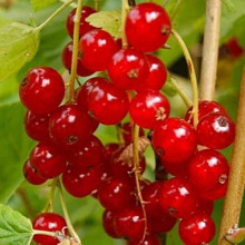 Смородина червона Ровада | Ribes rubrum Rovada | Смородина красная Ровада