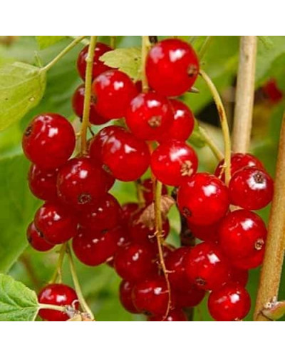 Смородина червона Ровада | Ribes rubrum Rovada | Смородина красная Ровада