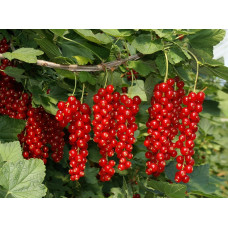Смородина червона Ровада | Ribes rubrum Rovada | Смородина красная Ровада