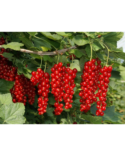 Смородина червона Ровада | Ribes rubrum Rovada | Смородина красная Ровада