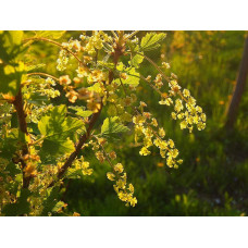 Смородина червона Ровада | Ribes rubrum Rovada | Смородина красная Ровада