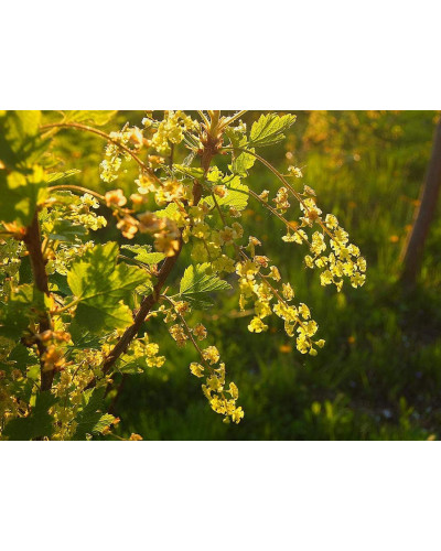 Смородина червона Ровада | Ribes rubrum Rovada | Смородина красная Ровада