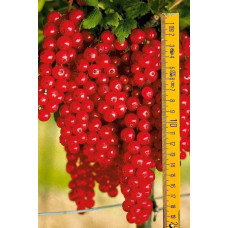 Смородина червона Рондом (пізня) | Смородина красная Рондом (поздняя) | Ribes rubrum Rоndom