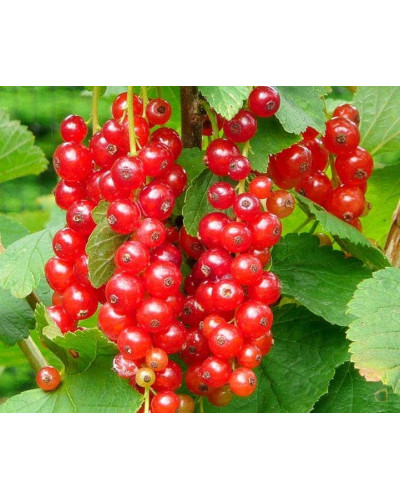 Смородина червона Рондом (пізня) | Смородина красная Рондом (поздняя) | Ribes rubrum Rоndom