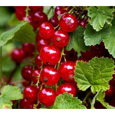 Смородина червона Рондом (пізня) | Смородина красная Рондом (поздняя) | Ribes rubrum Rоndom