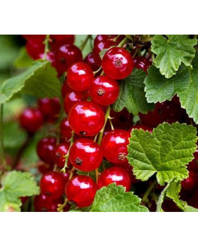 Смородина червона Рондом (пізня) | Смородина красная Рондом (поздняя) | Ribes rubrum Rоndom