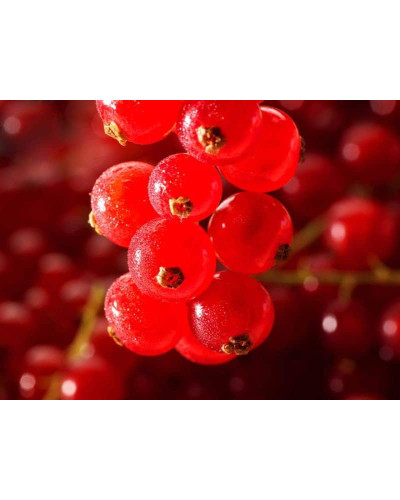 Смородина червона Рондом (пізня) | Смородина красная Рондом (поздняя) | Ribes rubrum Rоndom