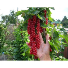 Смородина червона Рондом (пізня) | Смородина красная Рондом (поздняя) | Ribes rubrum Rоndom