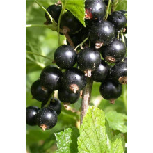 Смородина чорна Бона | Rubus nigrum Bona | Смородина черная Бона