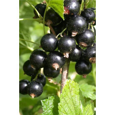 Смородина чорна Бона | Rubus nigrum Bona | Смородина черная Бона