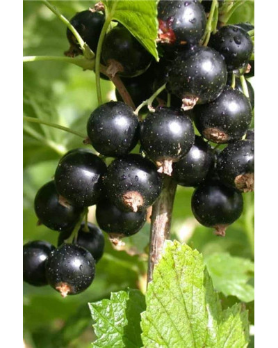 Смородина чорна Бона | Rubus nigrum Bona | Смородина черная Бона
