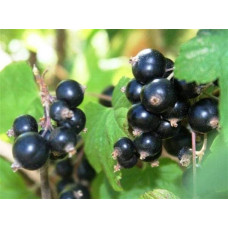 Смородина чорна Бона | Rubus nigrum Bona | Смородина черная Бона