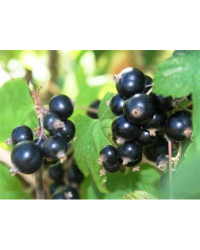 Смородина чорна Бона | Rubus nigrum Bona | Смородина черная Бона