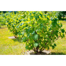Смородина чорна Бона | Rubus nigrum Bona | Смородина черная Бона