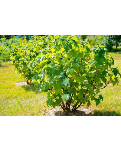 Смородина чорна Бона | Rubus nigrum Bona | Смородина черная Бона