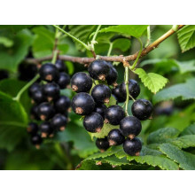 Смородина чорна Бона | Rubus nigrum Bona | Смородина черная Бона