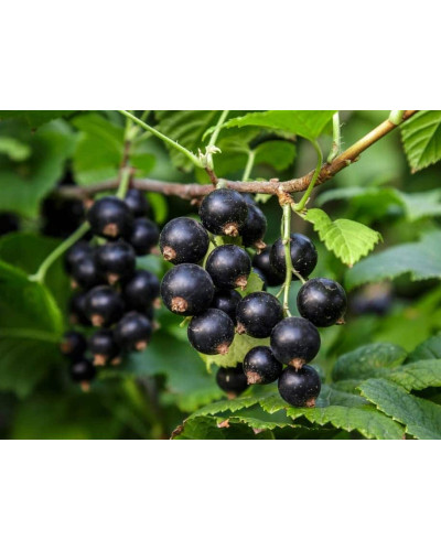 Смородина чорна Бона | Rubus nigrum Bona | Смородина черная Бона