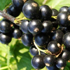Смородина чорна Бона | Rubus nigrum Bona | Смородина черная Бона