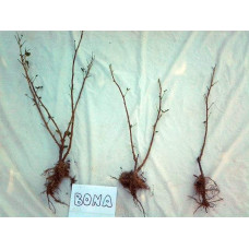 Смородина чорна Бона | Rubus nigrum Bona | Смородина черная Бона