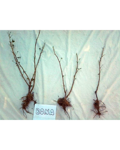 Смородина чорна Бона | Rubus nigrum Bona | Смородина черная Бона