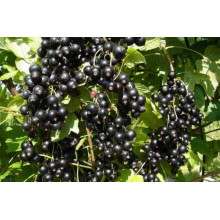 Смородина чорна Бона | Rubus nigrum Bona | Смородина черная Бона