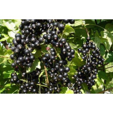Смородина чорна Бона | Rubus nigrum Bona | Смородина черная Бона