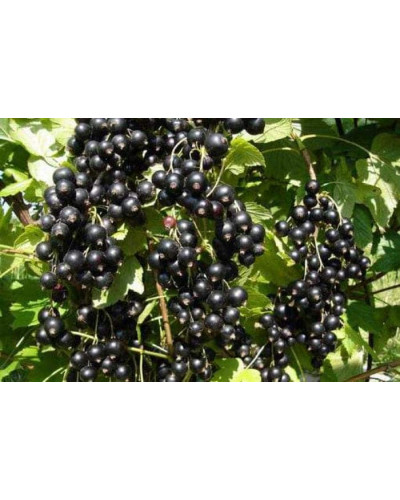 Смородина чорна Бона | Rubus nigrum Bona | Смородина черная Бона
