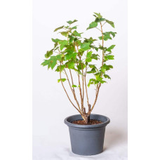 Смородина чорна Бона | Rubus nigrum Bona | Смородина черная Бона