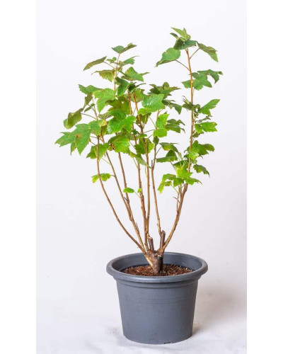 Смородина чорна Бона | Rubus nigrum Bona | Смородина черная Бона