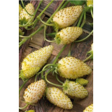 Суниця садова Жовте Чудо | Fragaria Yellow Wonder | Земляника садовая Жёлтое Чудо