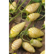 Суниця садова Жовте Чудо | Fragaria Yellow Wonder | Земляника садовая Жёлтое Чудо