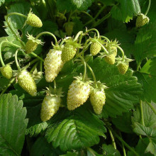 Суниця садова Жовте Чудо | Fragaria Yellow Wonder | Земляника садовая Жёлтое Чудо