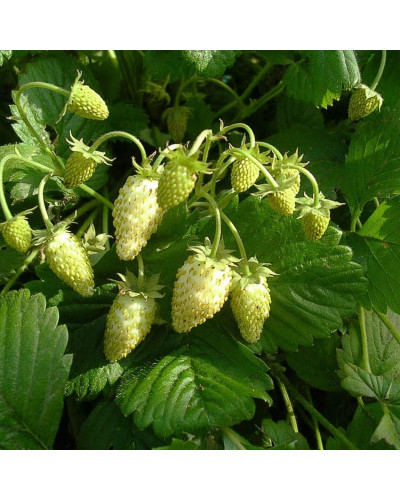 Суниця садова Жовте Чудо | Fragaria Yellow Wonder | Земляника садовая Жёлтое Чудо