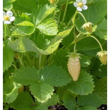 Суниця садова Жовте Чудо | Fragaria Yellow Wonder | Земляника садовая Жёлтое Чудо
