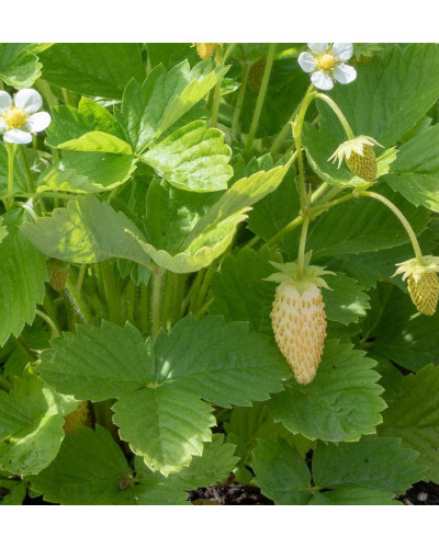 Суниця садова Жовте Чудо | Fragaria Yellow Wonder | Земляника садовая Жёлтое Чудо