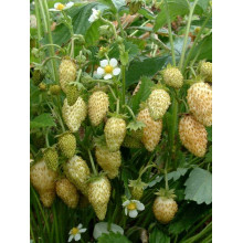 Суниця садова Жовте Чудо | Fragaria Yellow Wonder | Земляника садовая Жёлтое Чудо