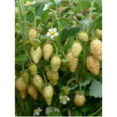 Суниця садова Жовте Чудо | Fragaria Yellow Wonder | Земляника садовая Жёлтое Чудо
