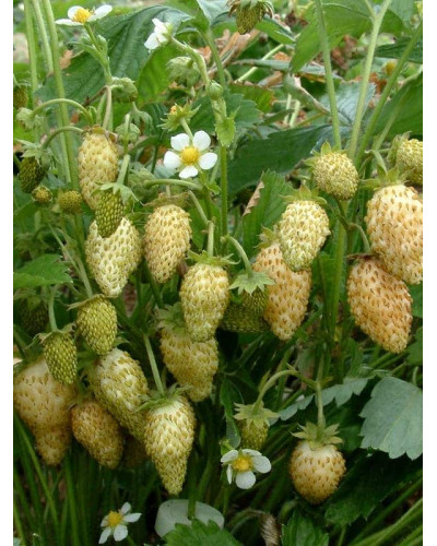 Суниця садова Жовте Чудо | Fragaria Yellow Wonder | Земляника садовая Жёлтое Чудо